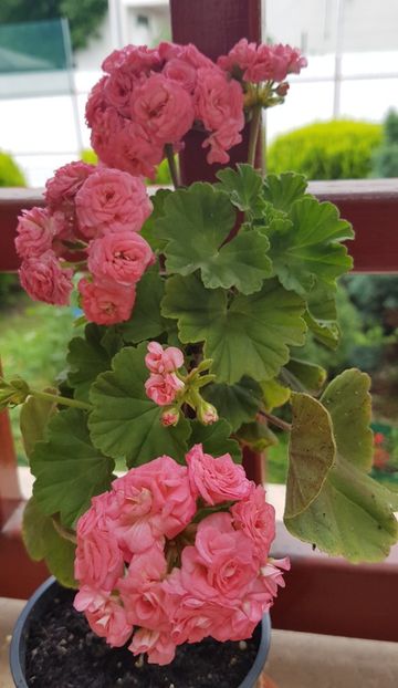  - Grainger s Antique Rose