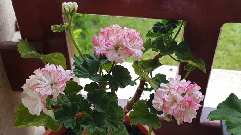  - Jacqui Caws- pierduta 2025