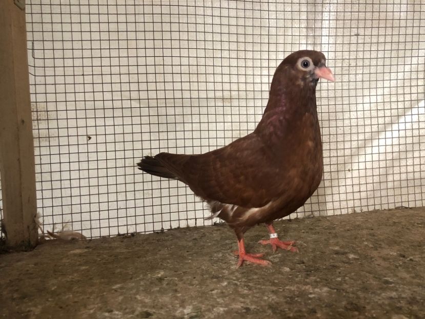 25517/21 - 4-lot zbor 2021