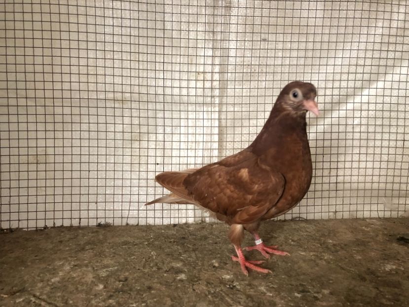 25518/21 - 4-lot zbor 2021