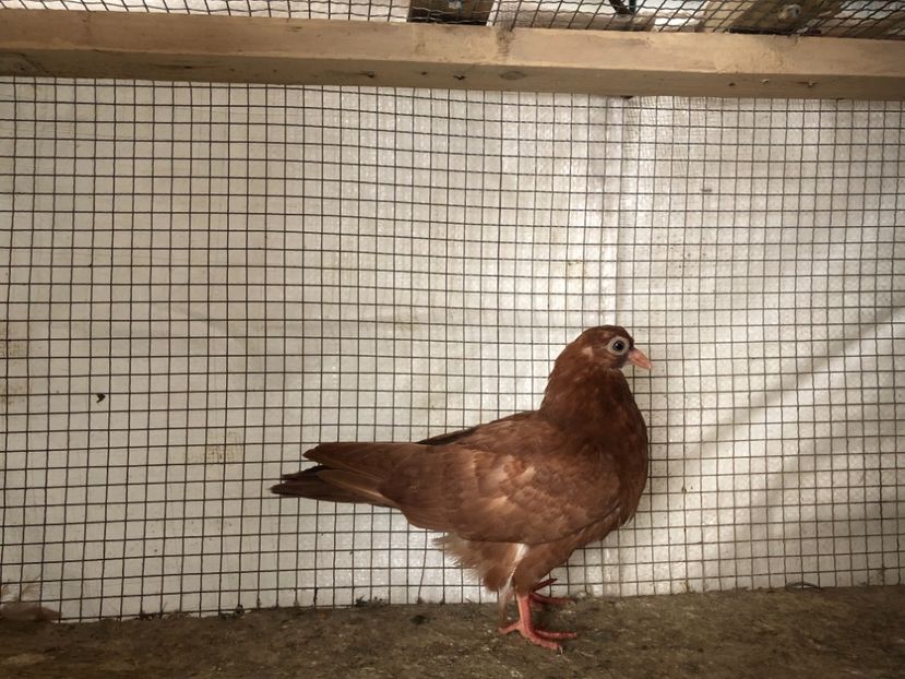 25461/21 - 4-lot zbor 2021