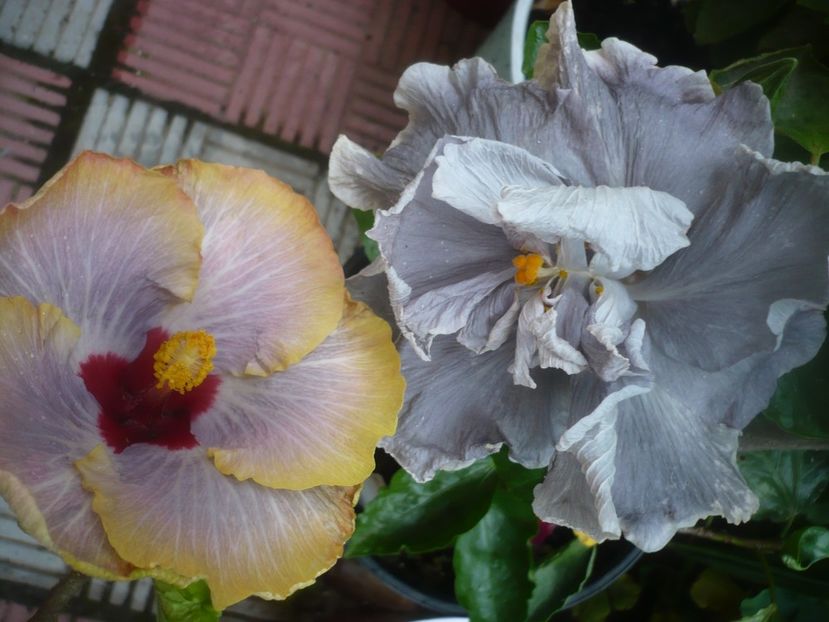 P1490092 - HIBISCUSI 2021-2