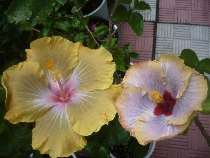 P1490088 - HIBISCUSI 2021-2