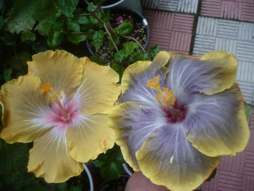 P1490094 - HIBISCUSI 2021-2