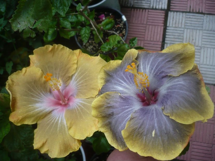 P1490095 - HIBISCUSI 2021-2