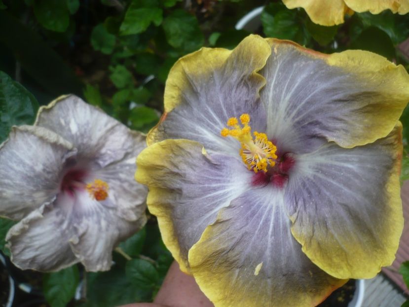 P1490096 - HIBISCUSI 2021-2