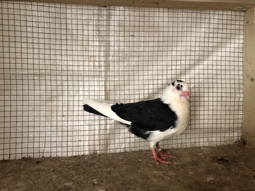 25507/21 - 4-lot zbor 2021