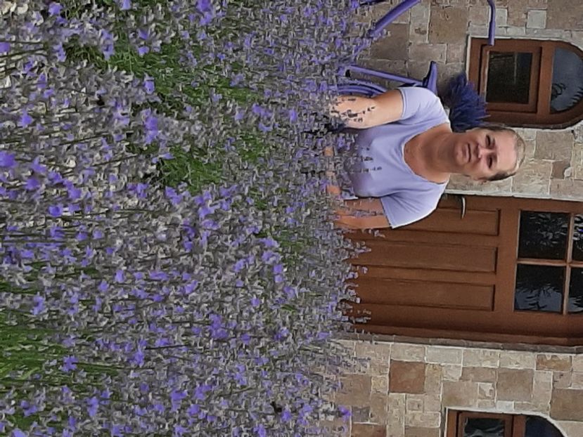  - În lanul de lavandă