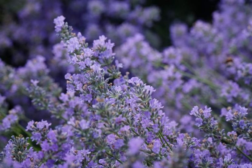  - În lanul de lavandă