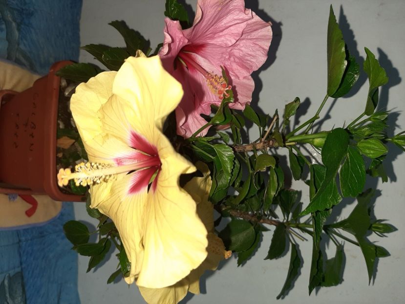  - Florile mele în iulie 2021