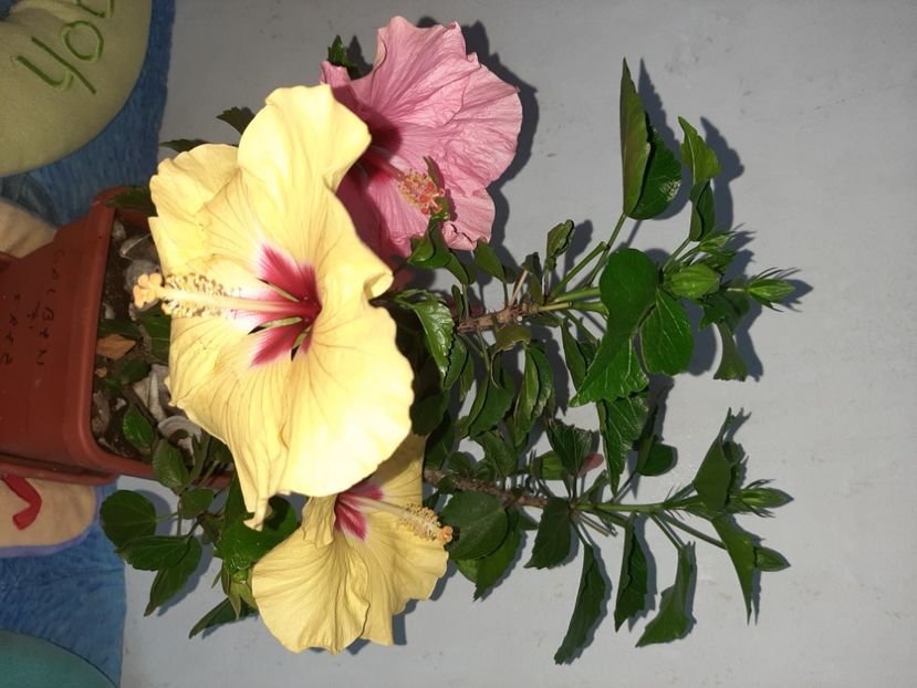  - Florile mele în iulie 2021