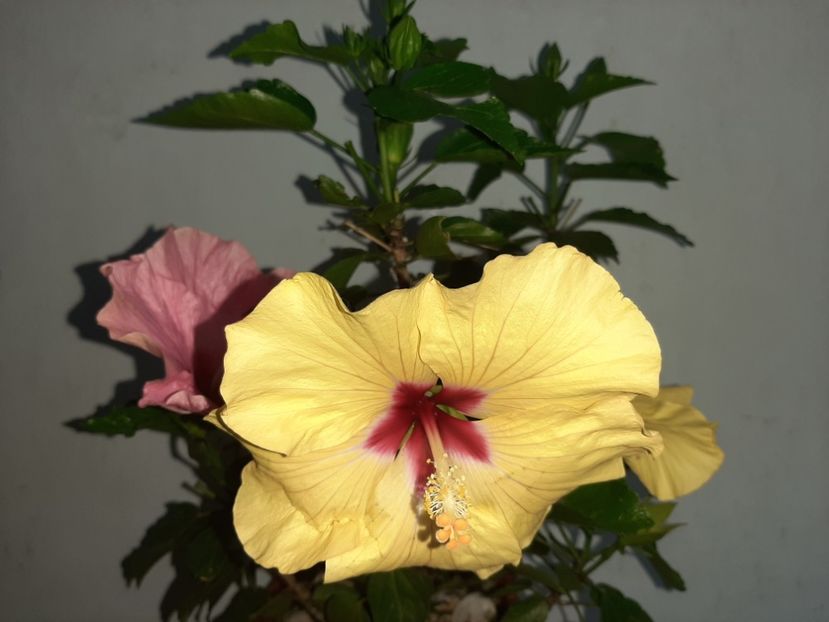  - Florile mele în iulie 2021