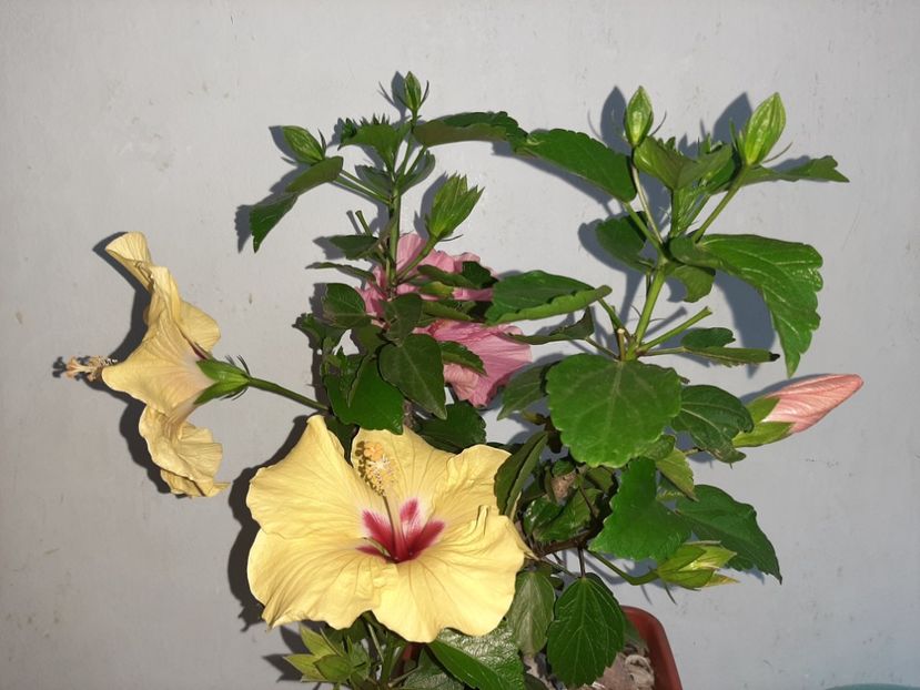  - Florile mele în iulie 2021