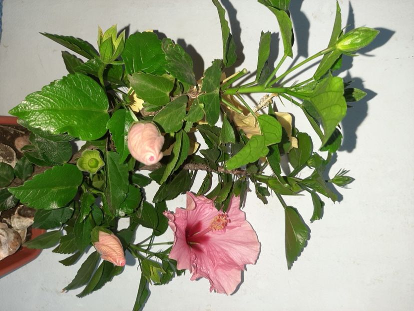  - Florile mele în iulie 2021