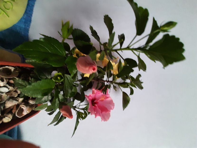  - Florile mele în iulie 2021