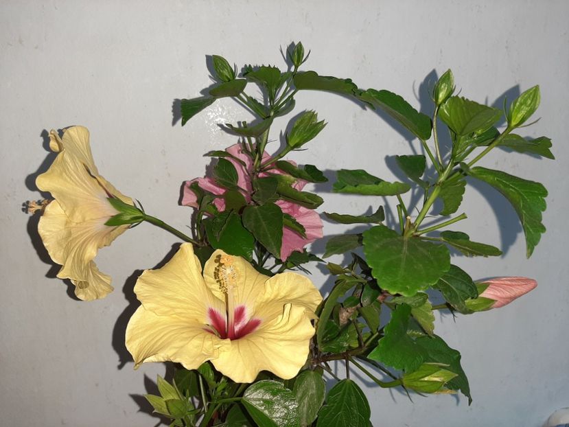  - Florile mele în iulie 2021