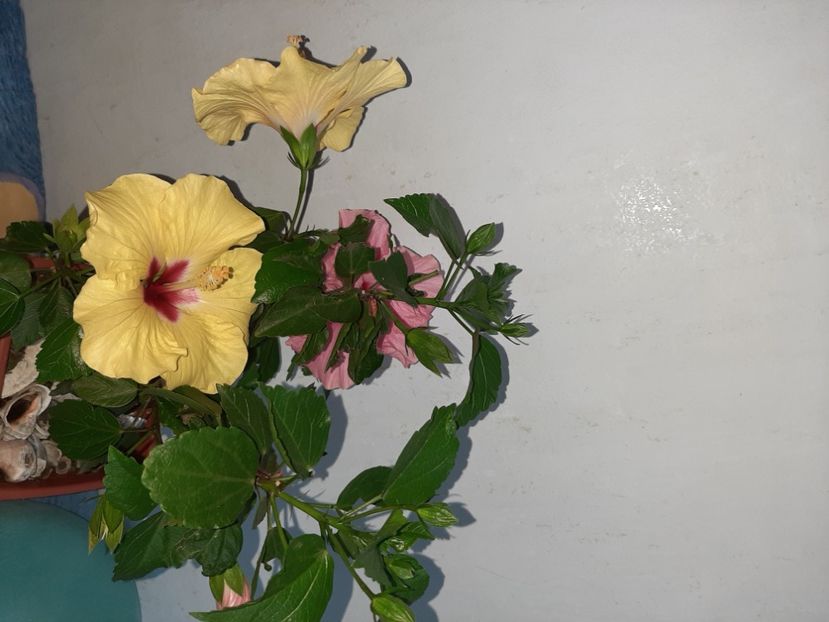  - Florile mele în iulie 2021