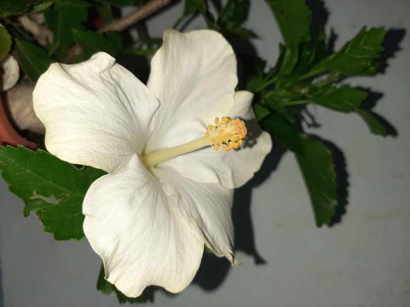  - Florile mele în iulie 2021