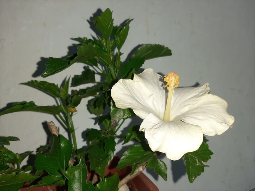  - Florile mele în iulie 2021