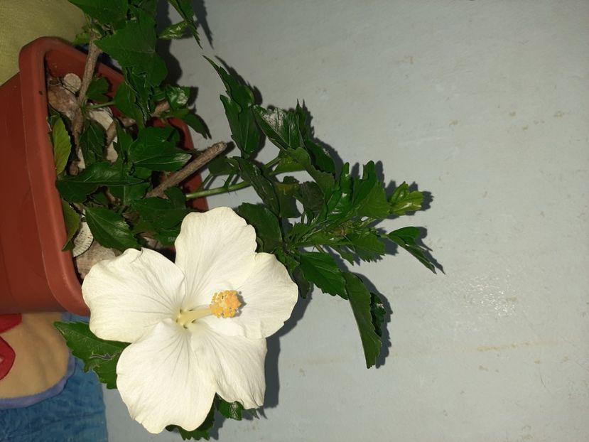  - Florile mele în iulie 2021