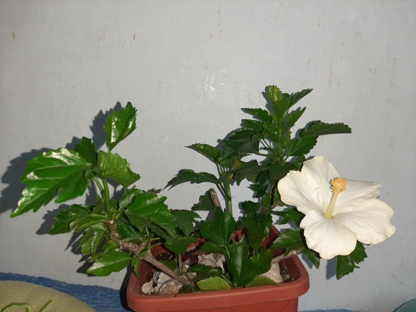  - Florile mele în iulie 2021