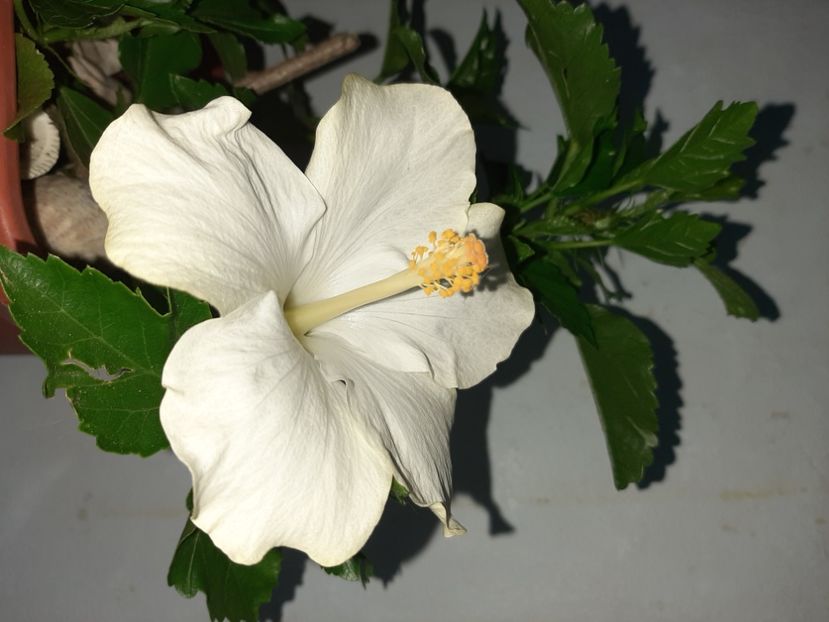  - Florile mele în iulie 2021