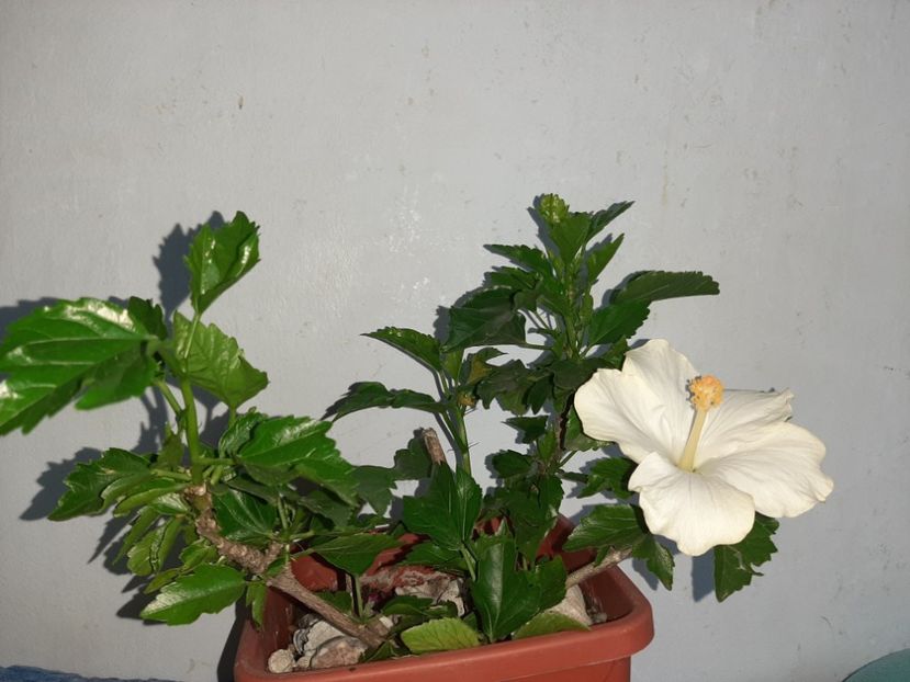  - Florile mele în iulie 2021