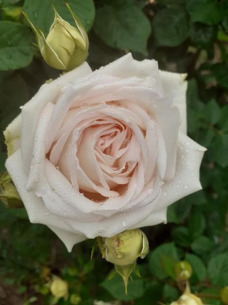  - Madame Anisette -Kordes