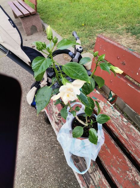 Frumosul meu cumparat astăzi - Hibiscusi