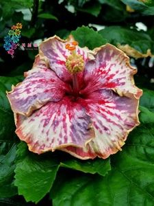  - Bo Den Overlord Of Chu