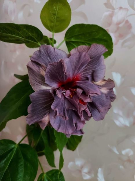  - Chis Garden Bear Baby II