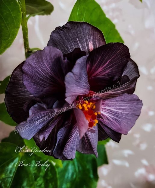  - Chis Garden Bear Baby II