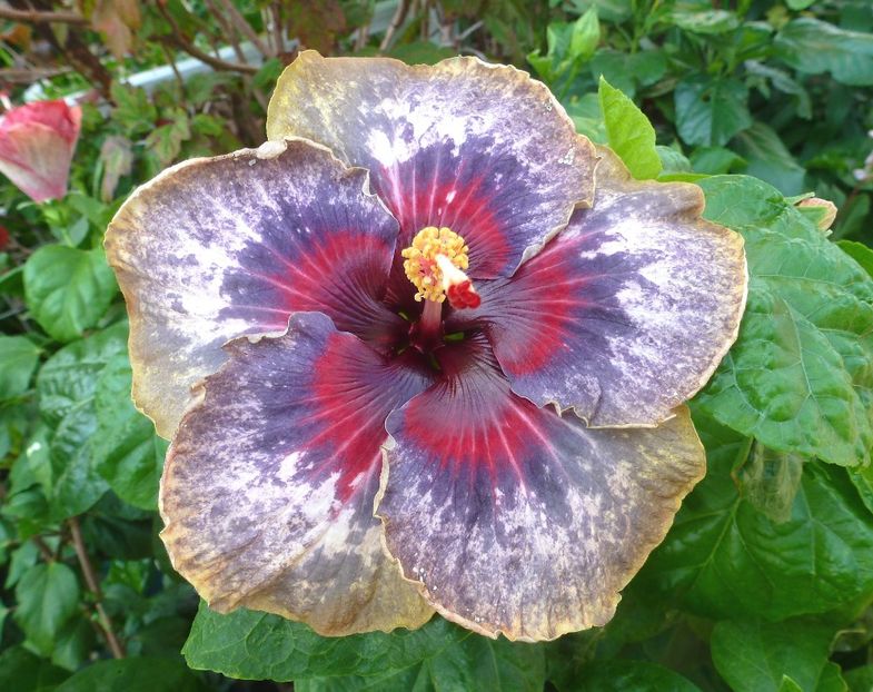  - Chis Garden Blue Night Passion