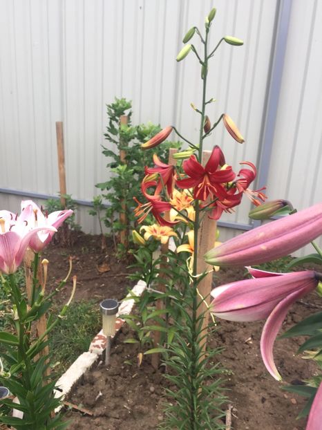 image - Primăvara 2021