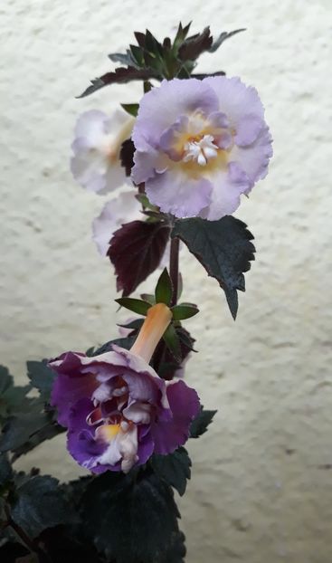  - 0001 2022 - BriD s Adie