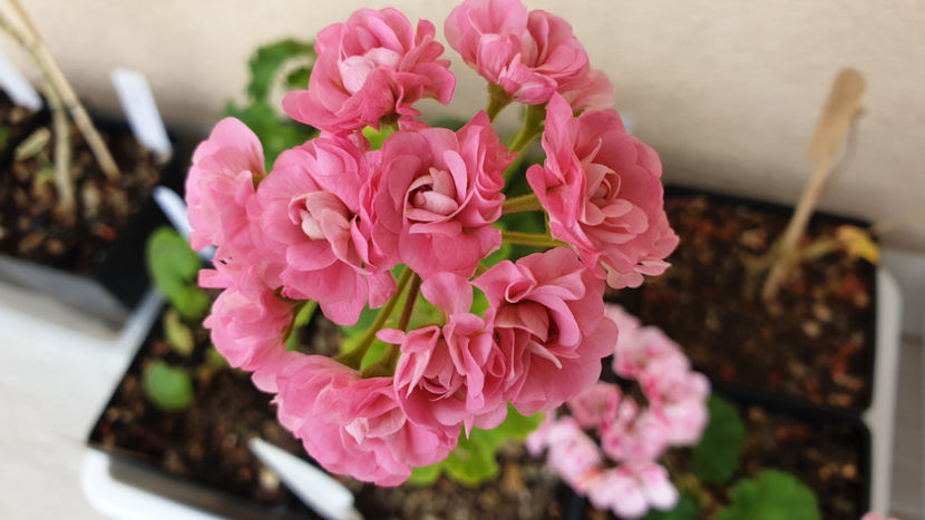 P. Australian Pink - ___Pelargonium____