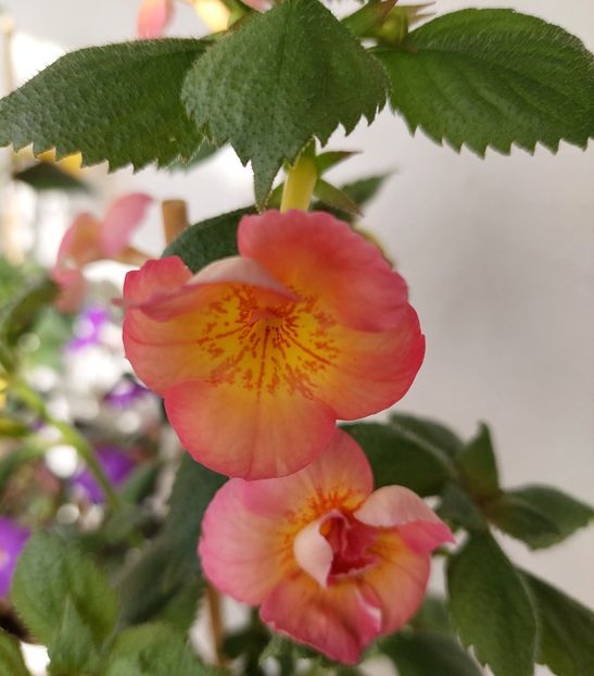 Golden Buch - AAA RIZOMI ACHIMENES DISPONIBILI -2023