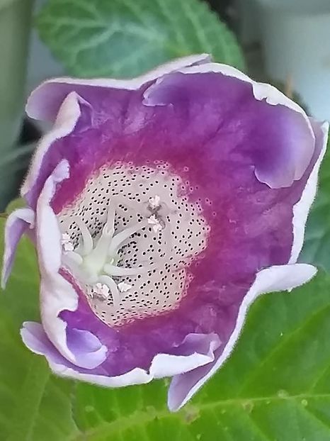 S - 22 - Gloxinii 2021