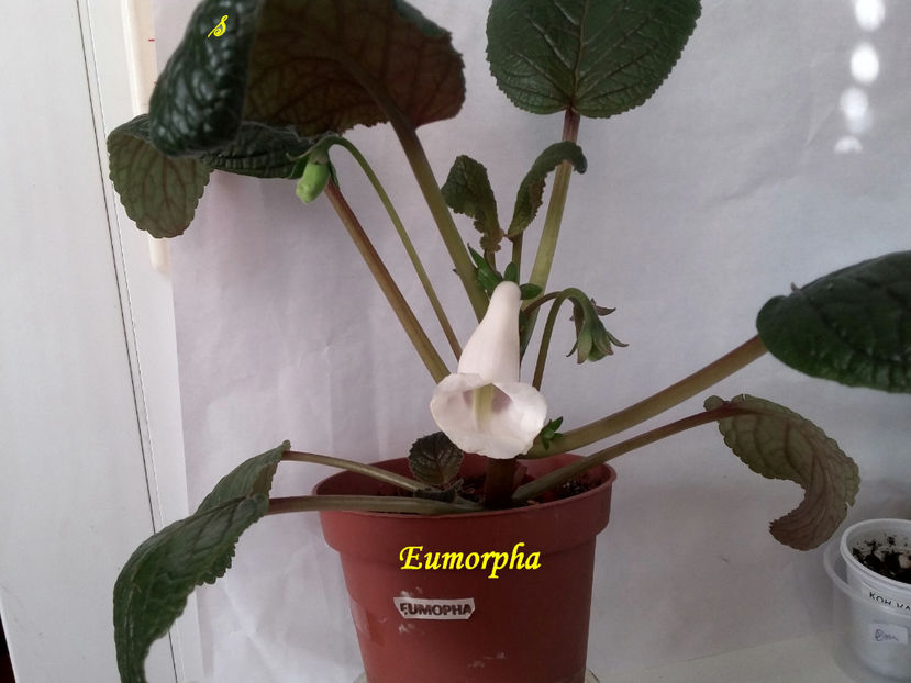 Eumorpha(4-07-2021) - Sinningii 2021