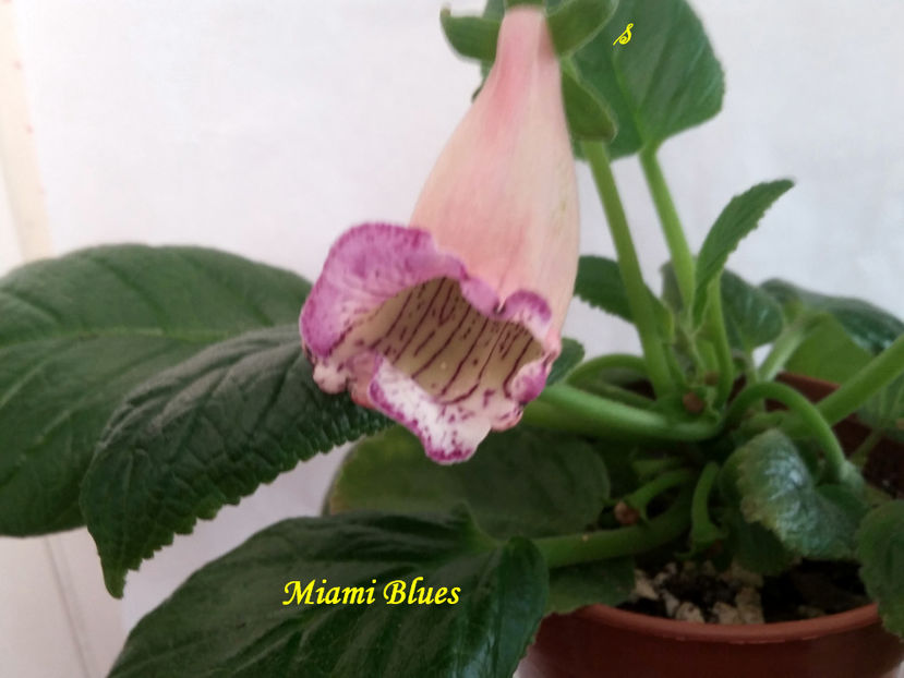 Miami Blues(4-07-2021) - Sinningii 2021
