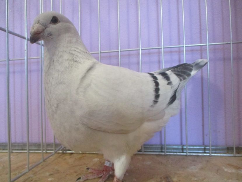 01024-21 - Tineret 2021