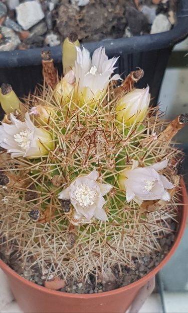 Pe ploaie - Mammillaria