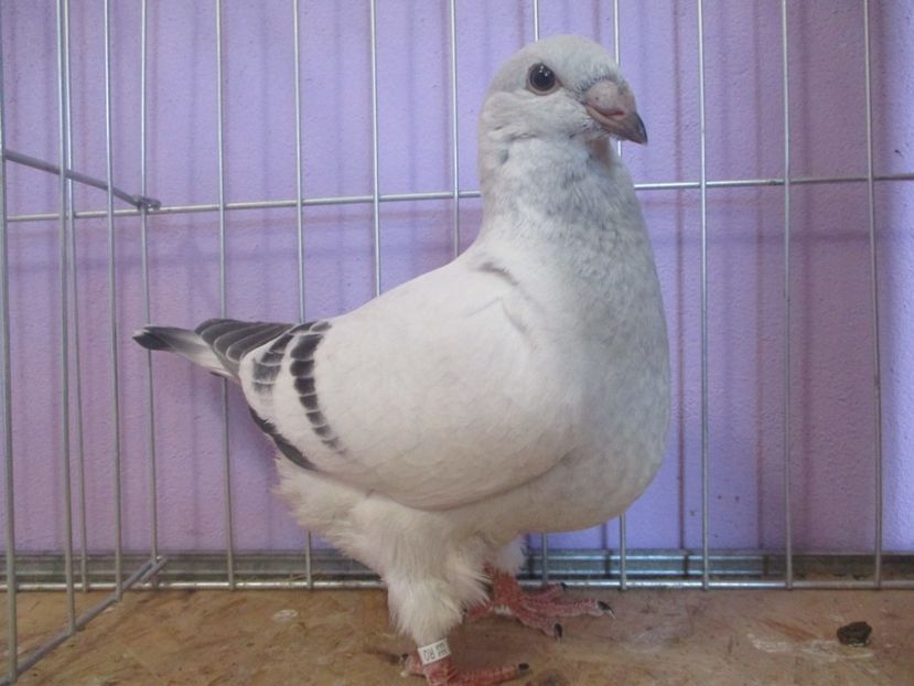 01025-21 - Tineret 2021