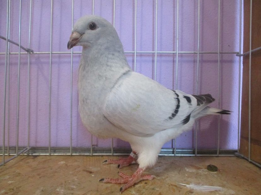 01026-21 - Tineret 2021