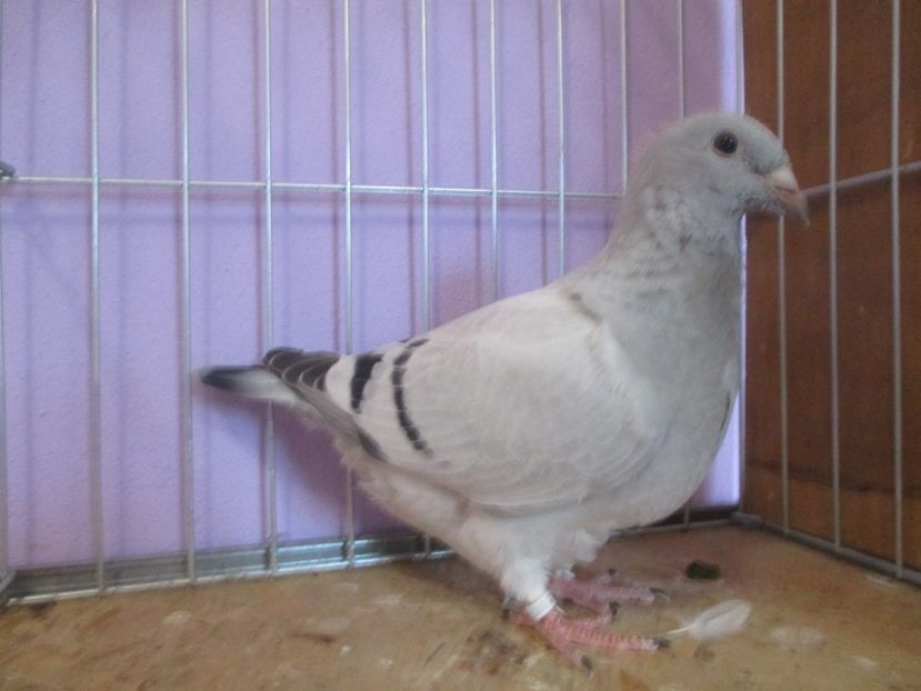 01027-21 - Tineret 2021