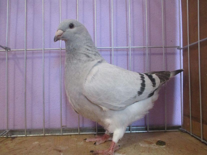 01028-21 - Tineret 2021