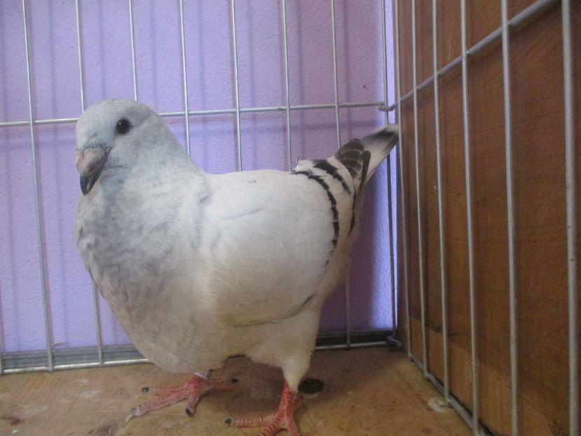 01029-21 - Tineret 2021