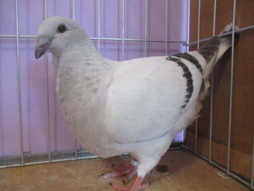 01030-21 - Tineret 2021