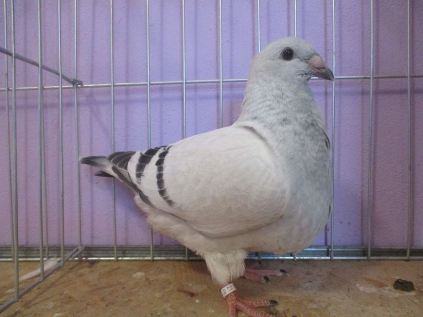 01033-21 - Tineret 2021