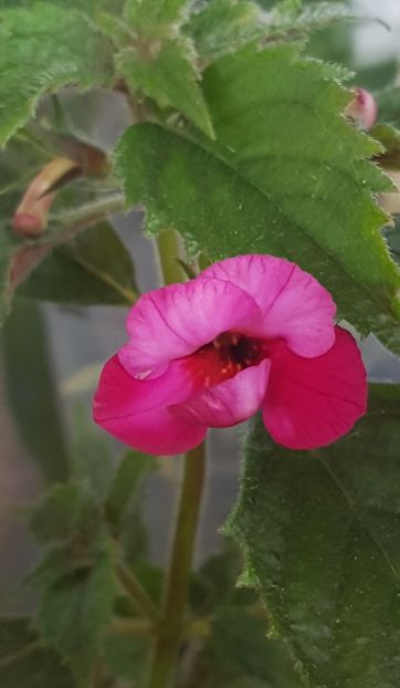 Cherry Blossom - Achimenes 2021